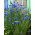 Семена за Цветя Синчец / Centaurea Cyanus