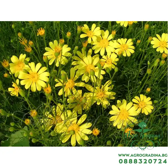 Семена за Цветя Тимофила Thymophylla tenuifolia