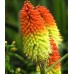 Семена за Цветя Тритома / Kniphofia uvaria