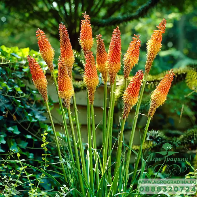 Семена за Цветя Тритома Kniphofia uvaria