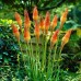 Семена за Цветя Тритома Kniphofia uvaria