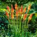 Семена за Цветя Тритома Kniphofia uvaria