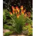 Семена за Цветя Тритома Kniphofia uvaria
