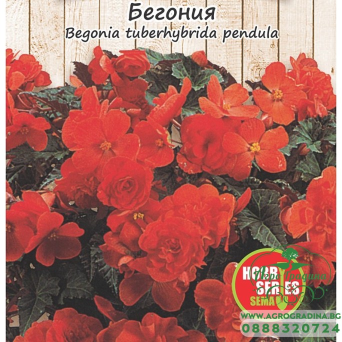 Семена за каскадна Бегония червена Begonia tuberhybrida pendula Семена за каскадна Бегония червена Begonia tuberhybrida pendula
