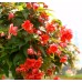 Семена за каскадна Бегония червена Begonia tuberhybrida pendula – Саксийни и градински цветя