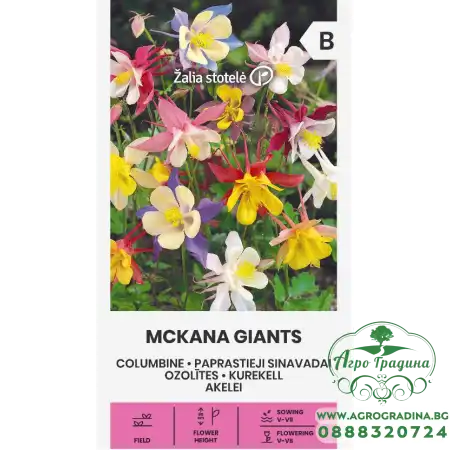 Аквилегия (Кандилка) Aquilegia vulgaris