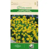 Алисум жълт Alyssum montanum