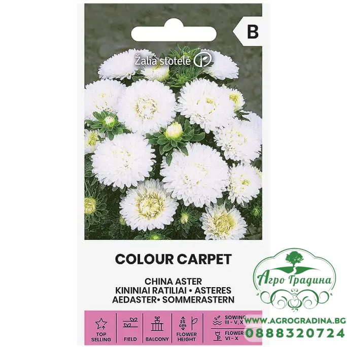 Астри Бели Цветен килим Callistephus chinensis L Ness Colour Carpet