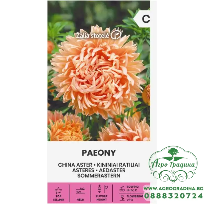 Астри Коралови Паеони Callistephus chinensis L Ness Paeony