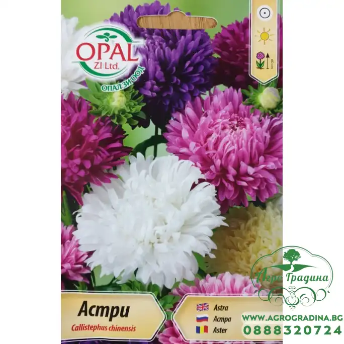 Астри Щраусово перо