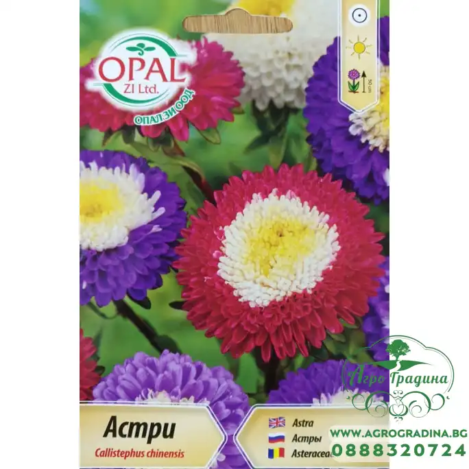 Астри Супреме двуцветна