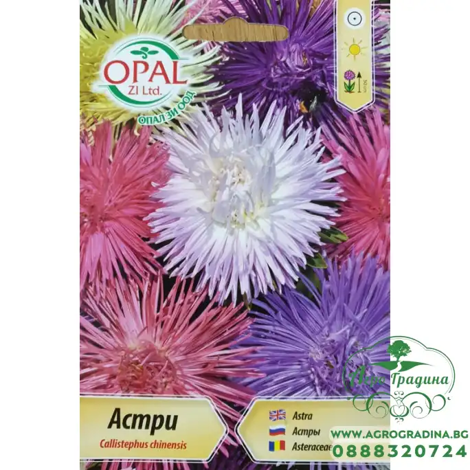 Астри Игловидни Микс