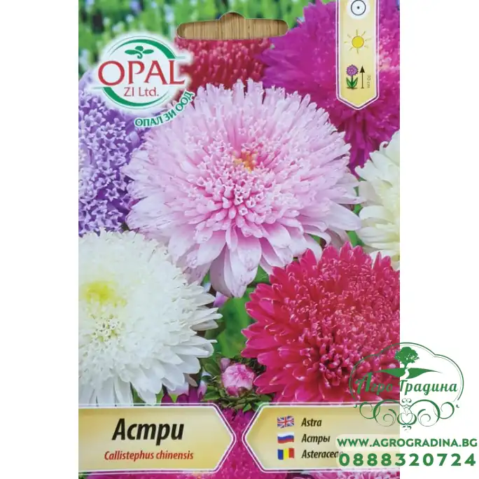 Астри принцеса микс