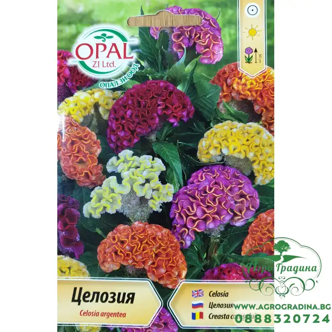 Целозия микс (Петльов гребен)