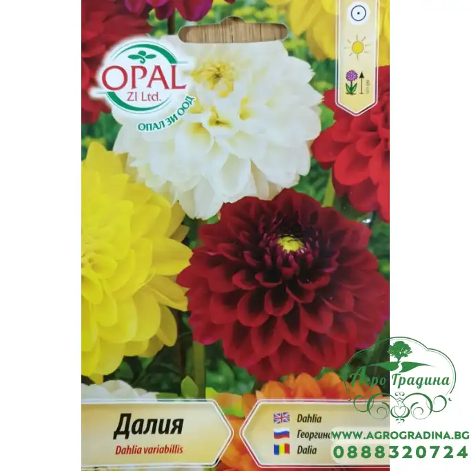 Далия Гергина (висока)