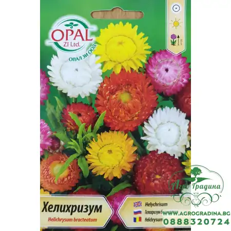 Хелихризум