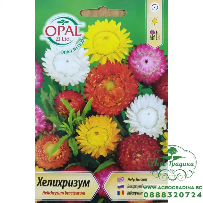 Хелихризум