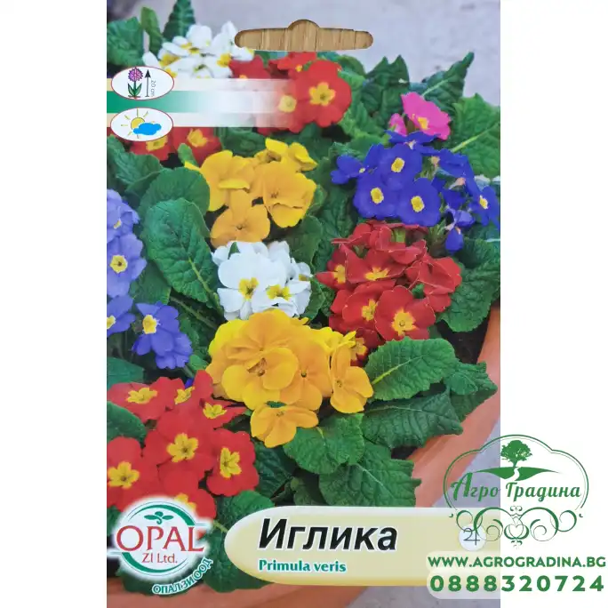 Иглика (Примула)