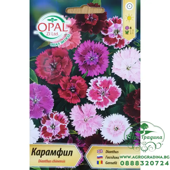 Карамфил Чайна Дол