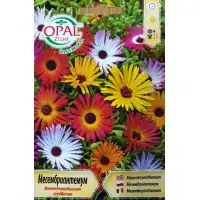 Месембриантемум Mesembryanthemum criniflorum