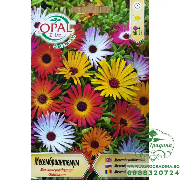 Месембриантемум Mesembryanthemum criniflorum