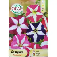 Петуния звезда