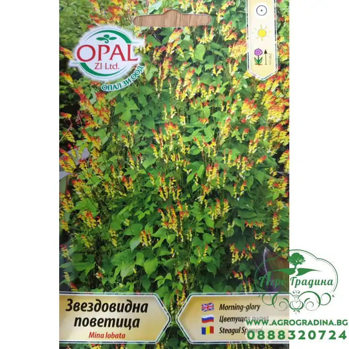 Поветица звездовидна