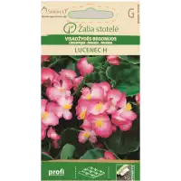 Бегония розово LUČENEC