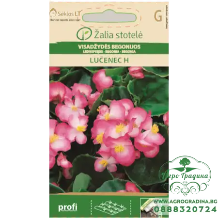 Бегония розово LUČENEC