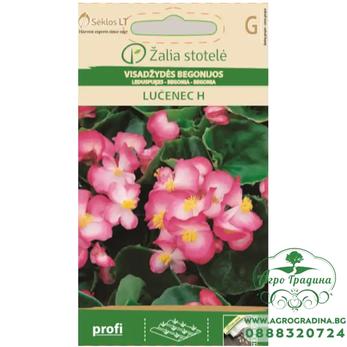 Бегония розово LUČENEC Бегония розово LUČENEC