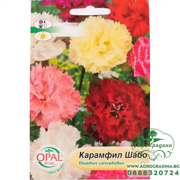 Карамфил шабо