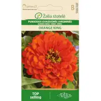Циния кичеста оранжева Zinnia elegans dahlienflora