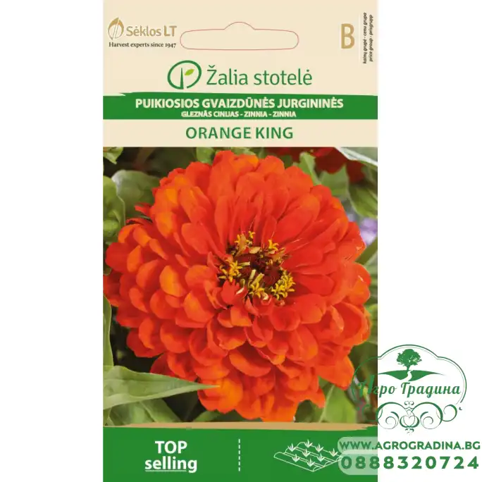 Циния кичеста оранжева Zinnia elegans dahlienflora Циния кичеста оранжева Zinnia elegans dahlienflora