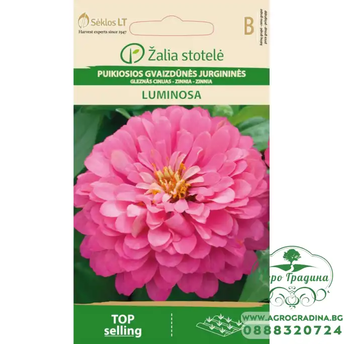 Циния кичеста розова Zinnia elegans dahlienflora