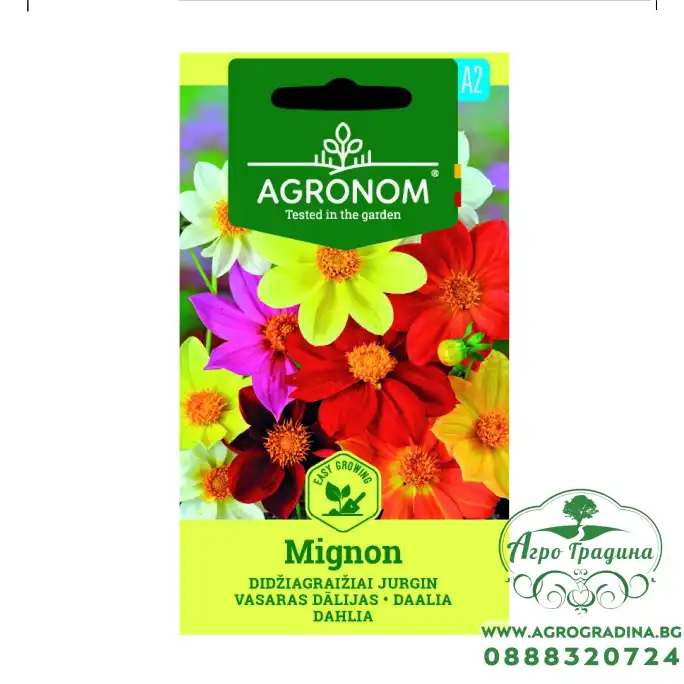 Далия Dhalia Mignon