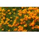 Семена Ешолция (Калифорнийски мак) / Eschscholzia Orange King