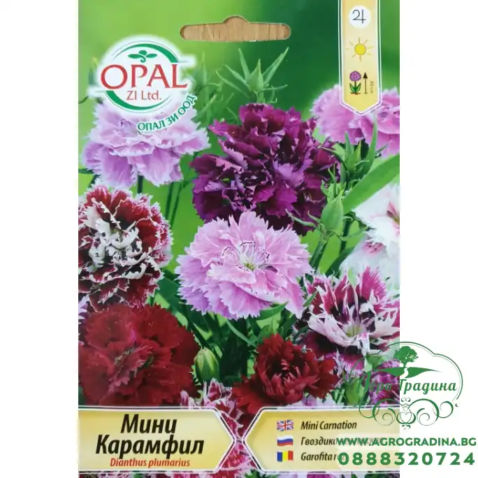 Карамфил мини Dianthus plumarius