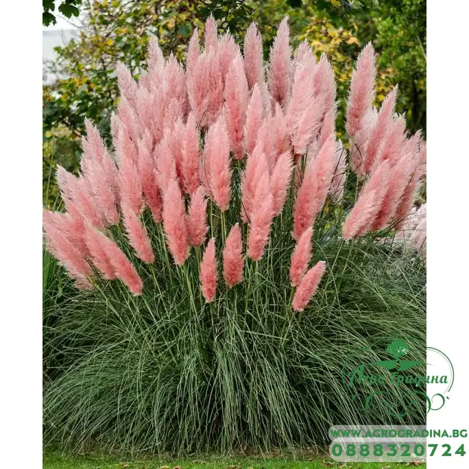 Пампаска трева Розова Cortaderia selloana Pampas plume