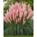 Пампаска трева Розова Cortaderia selloana Pampas plume – Екзотични цветя
