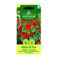 Цветя латинка ниска Червена Globe of Fire