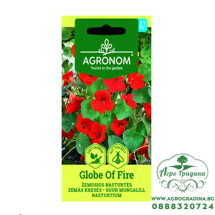 Цветя латинка ниска Червена Globe of Fire