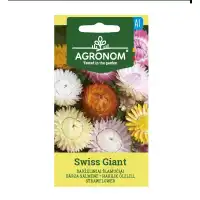 Хелихризум Helichrysum Swiss Giant