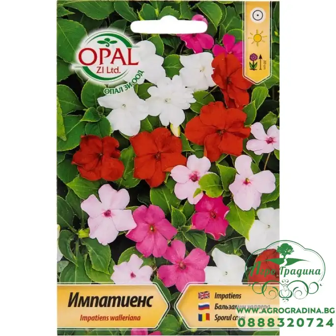 Семена за Импатиенс, Циганче