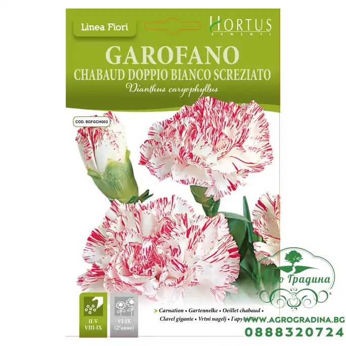 Карамфил Шабо бяло с червен край Chabaud Doppio Bianco Screziato