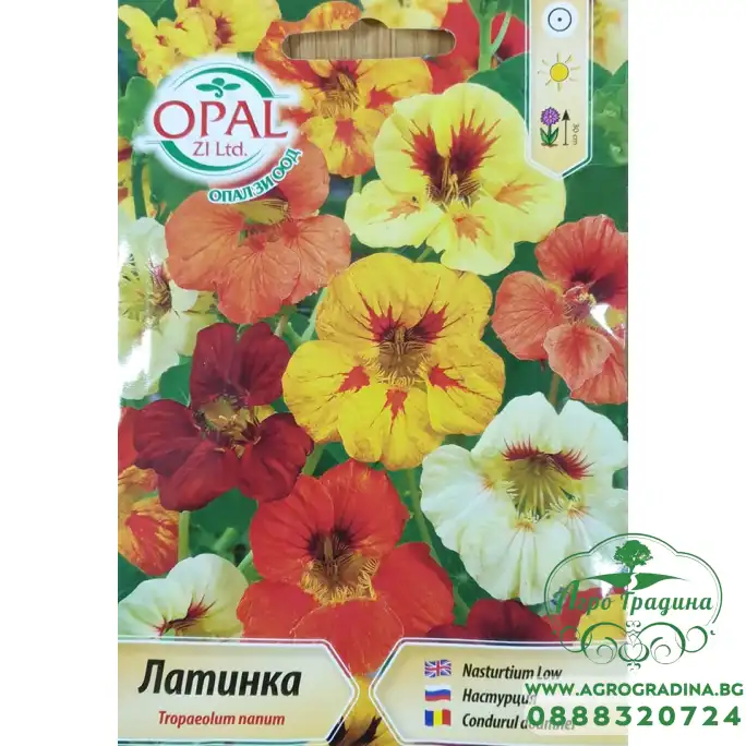 Латинка ниска микс