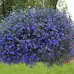 Лобелия Син килим Lobelia Blue carpet – Саксийни и градински цветя