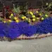 Лобелия Син килим Lobelia Blue carpet – Саксийни и градински цветя