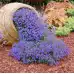 Лобелия Син килим Lobelia Blue carpet – Саксийни и градински цветя