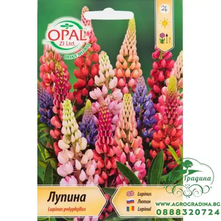 Лупина микс Lupinus poliphyllus