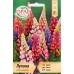 Лупина микс / Lupinus poliphyllus